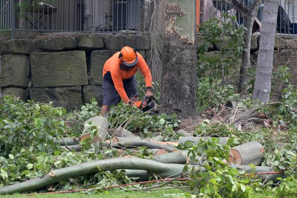 Professional Tree Services in North Adams, MA